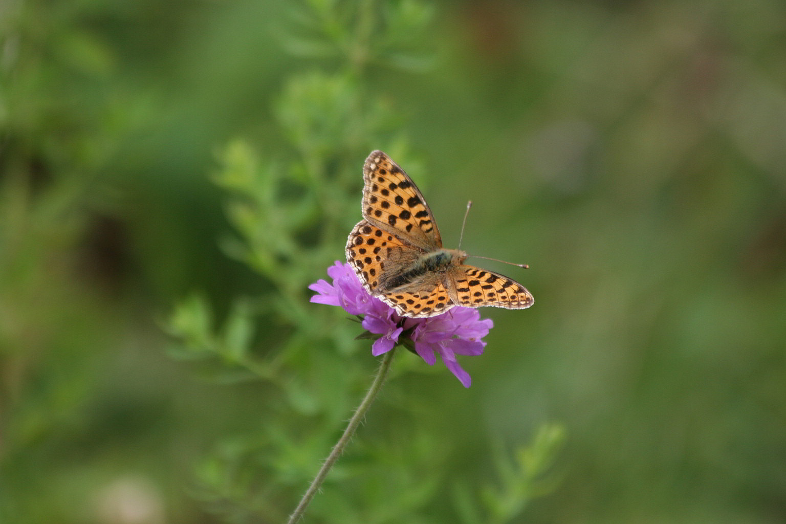 femmina di Issoria lathonia?